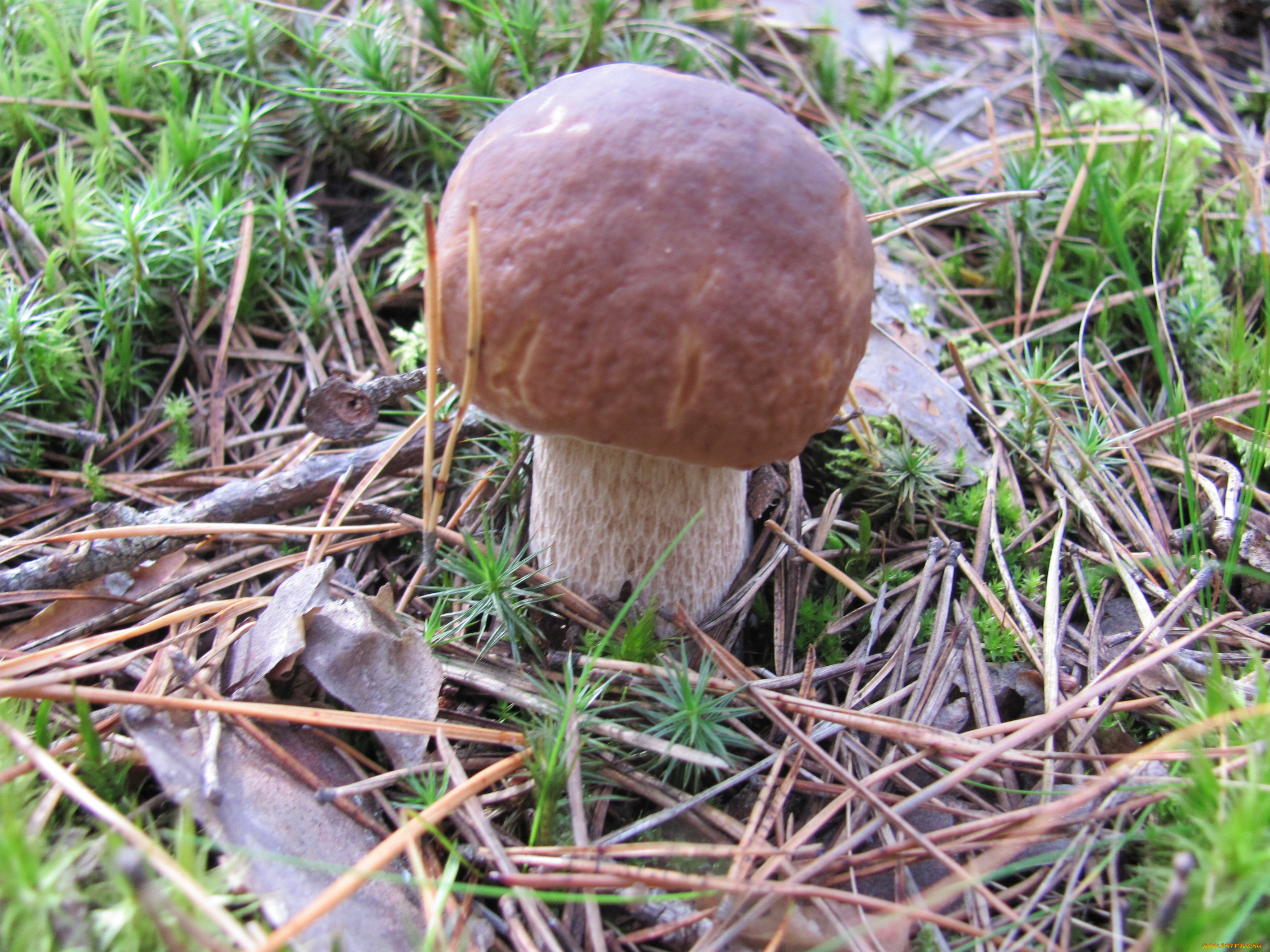 Грибы белые грибы Шляпочные грибы